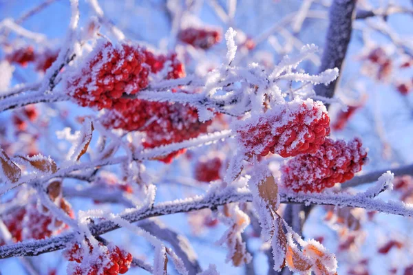 Manojos Bayas Rowan Están Cubiertos Heladas Nieve Día Invierno Helado —  Fotos de Stock