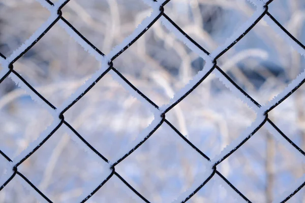Фон Сетка Покрыта Морозом Снегом Морозный Зимний День — стоковое фото