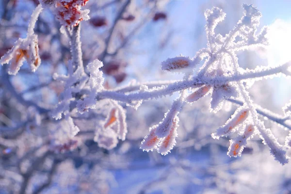 Rama Rowan Cubierta Heladas Nieve Sobre Fondo Cielo Claro Sol —  Fotos de Stock