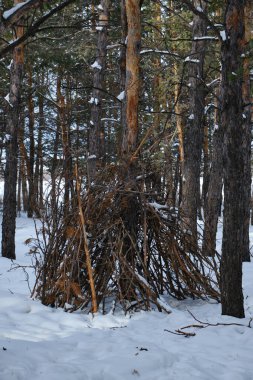Kulübe, çam ormanlarında barınak ve hava koşullarından korunmak için çam dalları inşa etti. Ormanda hayatta kalmak için barınak.