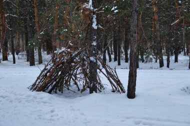 Kulübe, çam ormanlarında barınak ve hava koşullarından korunmak için çam dalları inşa etti. Ormanda hayatta kalmak için barınak.