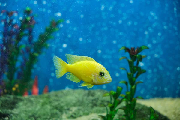 Geel Aquarium Cichlide Vissen Een Aquarium Met Belletjes Achtergrond — Stockfoto