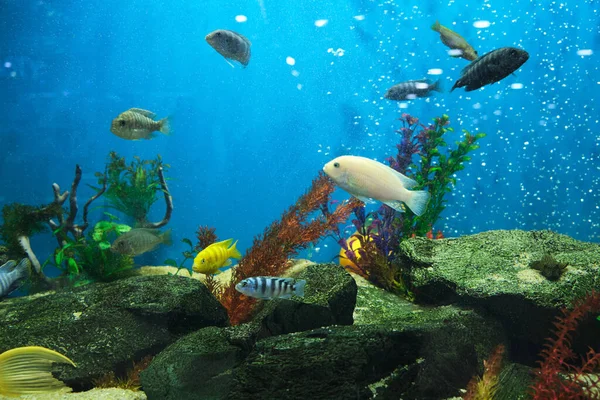 Aquarium Cichlide Vissen Een Mooi Aquarium Met Een Blauwe Achtergrond — Stockfoto