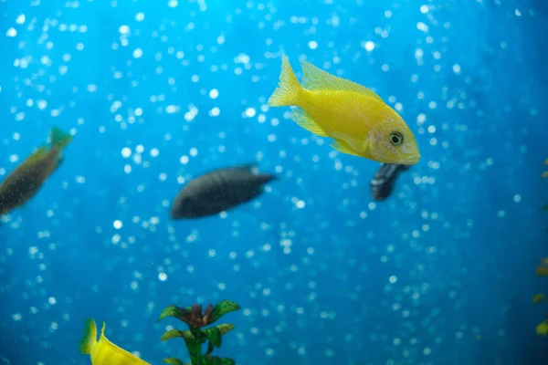 Geel Aquarium Cichlide Vissen Een Aquarium Met Belletjes Achtergrond — Stockfoto