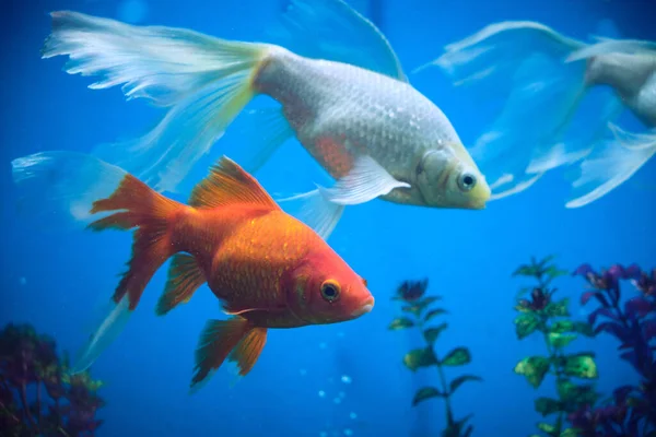 Peixe Dourado Albinos Aquário Com Fundo Azul — Fotografia de Stock