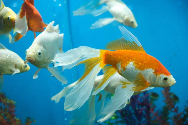 Goudvissen Albino Een Aquarium Met Blauwe Achtergrond — Stockfoto