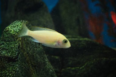 Akvaryumdaki akvaryum ciclid balığının arka planında taşlar var.