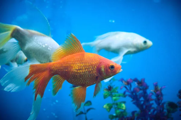 Goudvissen Albino Een Aquarium Met Blauwe Achtergrond — Stockfoto