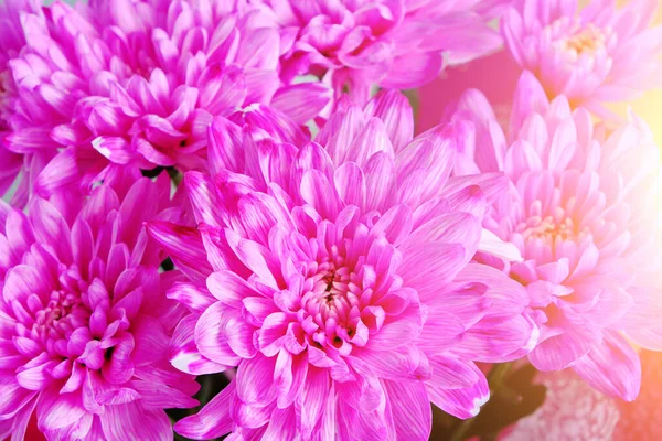 Fondo Abstracto Pétalos Flores Color Rosa Brillante Primer Plano Sol — Foto de Stock
