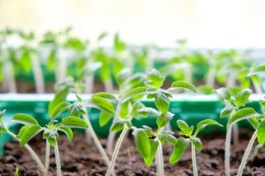 Filizlenmiş tohumlar, yaz dacha sezonuna hazırlık, sebze yetiştirme.