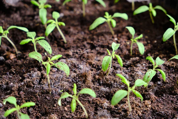 Keimlinge Vorbereitung Auf Die Sommerdatscha Saison Gemüseanbau — Stockfoto