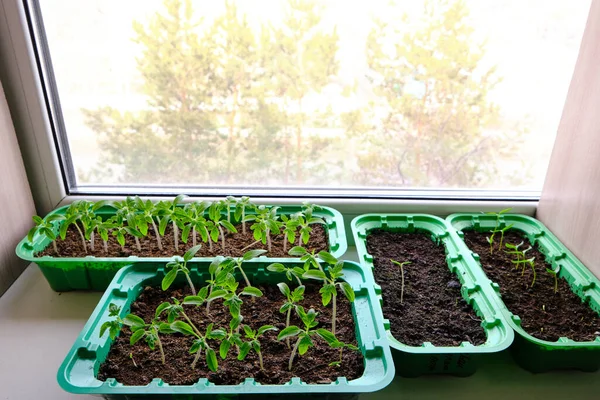 Sprouted Seedlings Preparation Summer Dacha Season Growing Vegetable Plants — Stock Photo, Image