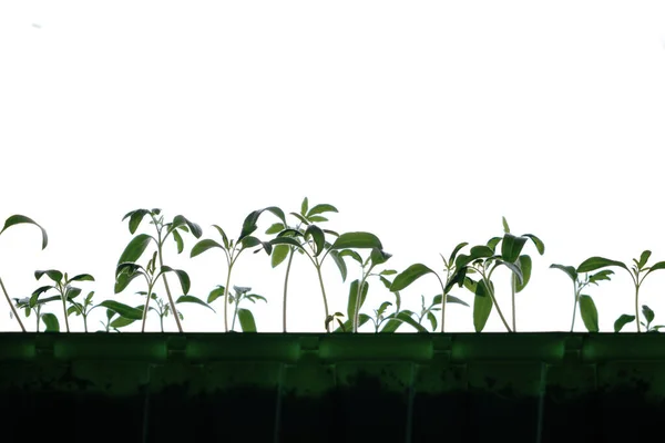 Filizlenmiş Tohumlar Yaz Dacha Sezonuna Hazırlık Sebze Yetiştirme — Stok fotoğraf