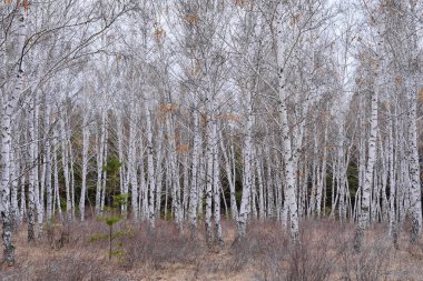 Sonbahar huş ağaçları, doğa ve ağaçlar