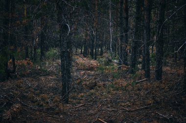 Sonbahar çam ormanı. Doğa bitkileri ve ağaçlar.