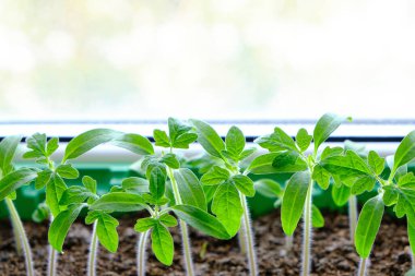 Filizlenmiş tohumlar, yaz dacha sezonuna hazırlık, sebze yetiştirme.