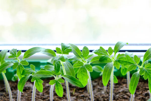 Filizlenmiş tohumlar, yaz dacha sezonuna hazırlık, sebze yetiştirme.
