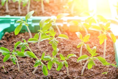 Filizlenmiş tohumlar, yaz dacha sezonuna hazırlık, sebze yetiştirme.