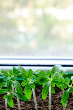 Filizlenmiş tohumlar, yaz dacha sezonuna hazırlık, sebze yetiştirme.