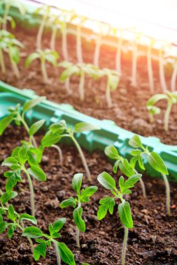 Filizlenmiş tohumlar, yaz dacha sezonuna hazırlık, sebze yetiştirme.