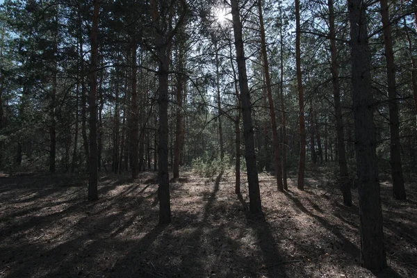 Paysage Forêt Pins Sombres Avec Des Rayons Soleil Cassants — Photo