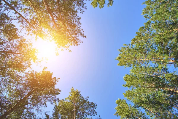 Tops Dennenbos Blauwe Lucht Met Heldere Zon Uitzicht Van Onderen — Stockfoto