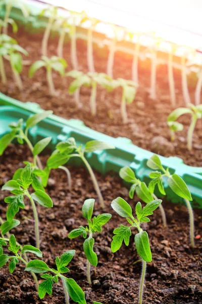 Filizlenmiş tohumlar, yaz dacha sezonuna hazırlık, sebze yetiştirme.