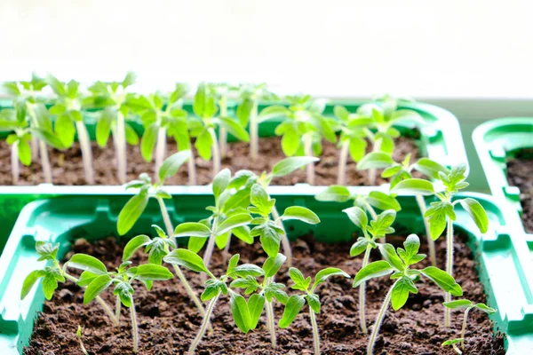 Mudas Germinadas Preparação Para Estação Verão Dacha Plantas Vegetais Crescimento — Fotografia de Stock