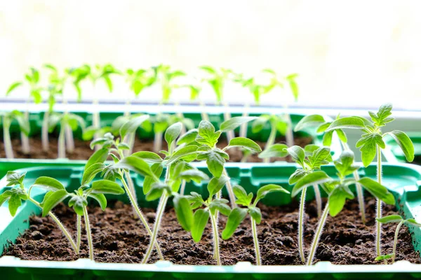 Sadzonki Skoszone Przygotowanie Letniej Pory Dachowej Uprawy Roślin Warzywnych — Zdjęcie stockowe