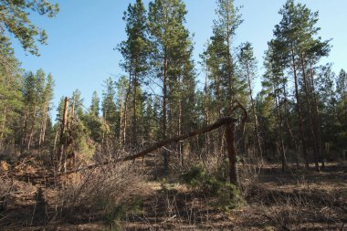 Çam ormanında kırık bir çam ağacı