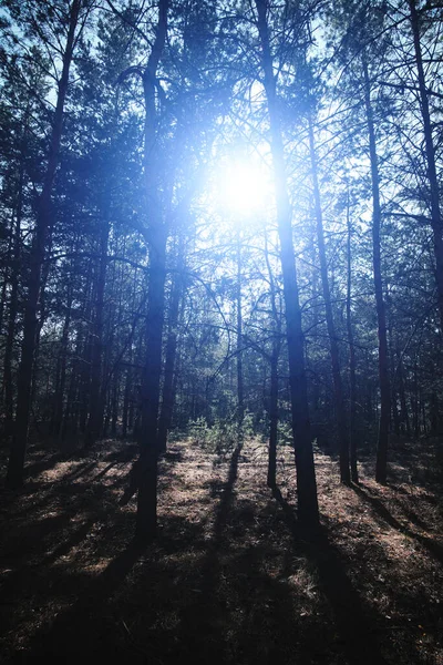 Bright Blue Light Pine Forest Mysticism Ufo — ストック写真