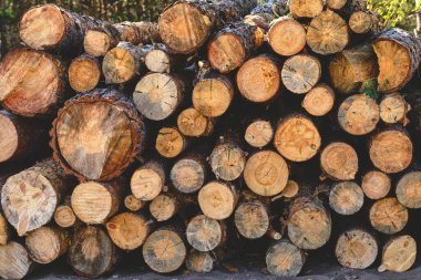Background, sawn pine trees,timber harvesting