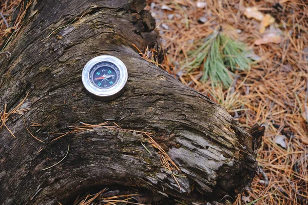 Ormandaki bir ağaç kütüğünde pusula. Seyahat ve dinlenme çılgınlığı.
