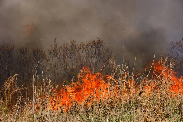 Diller kırmızı alev ve yanan kuru sarı çimenler duman içinde