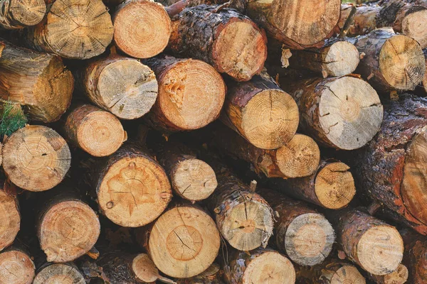 Arka plan, testere çam ağaçları, kereste hasatı.