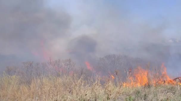 Wildfires Burning Dry Grass Clouds Smoke Flames Forest Fire — Stockvideo