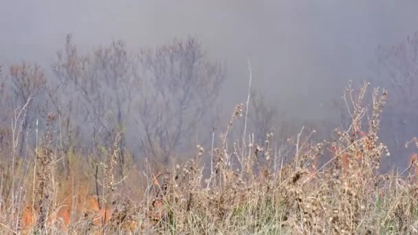 Wildfires Burning Dry Grass Clouds Smoke Flames Forest Fire — ストック動画