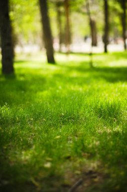 Parkta yeşil çimenler, ağaçların arasında güneşli, güneşli bir günde