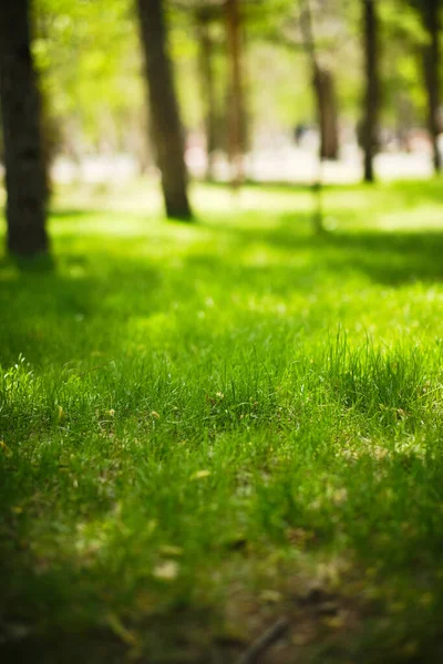 Green Lawn Park Trees Bright Warm Sunny Day — Photo