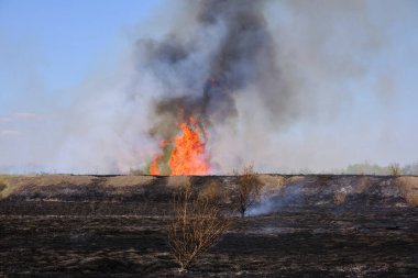Red flames on the background of a burnt field with grass
