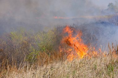 Tongues red flame and burning dry yellowed grass in smoke