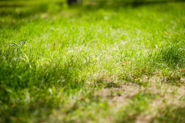 Green Lawn Bright Warm Sunny Summer Day —  Fotos de Stock