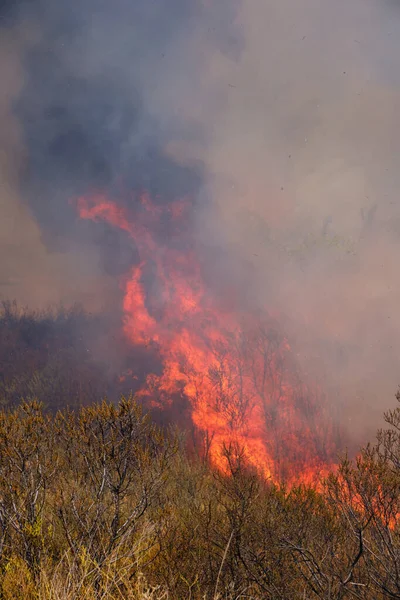 Tongues Red Flame Burning Dry Yellowed Grass Smoke — Fotografia de Stock
