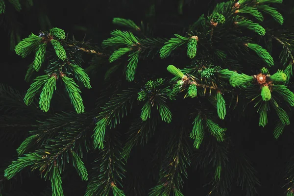 Jonge Groene Scheuten Takken Naaldbomen — Stockfoto
