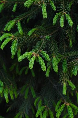 Young green shoots on branches coniferous trees.Growing pine