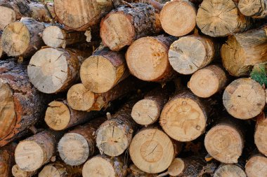 Background, sawn pine trees,timber harvesting