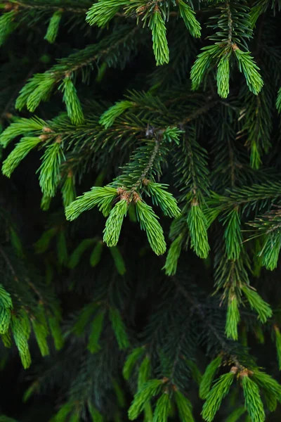 枝に若い緑色の芽針葉樹 成長する松 — ストック写真
