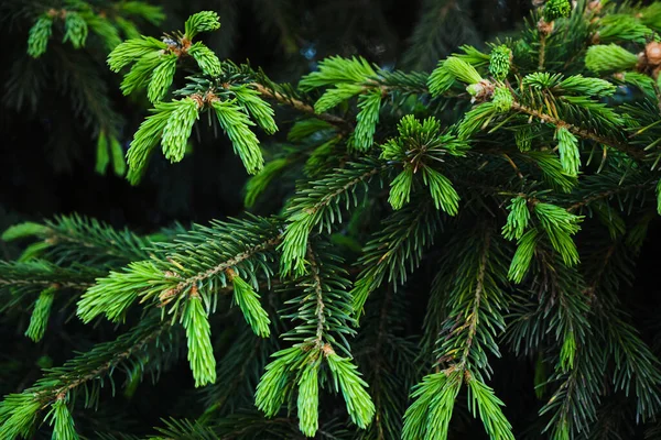 Young Green Shoots Branches Coniferous Trees Growing Pine — Stockfoto