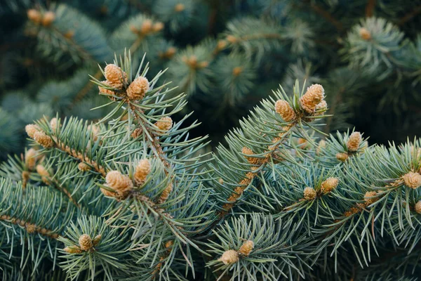 Young Shoots Branches Blue Pine Blue Spruce Background — Stok fotoğraf