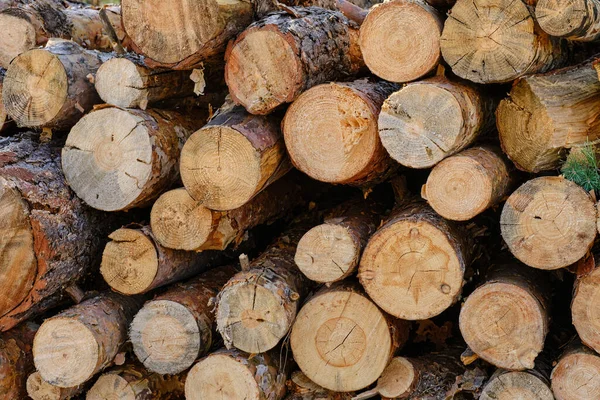 Background Sawn Pine Trees Timber Harvesting Stock Image